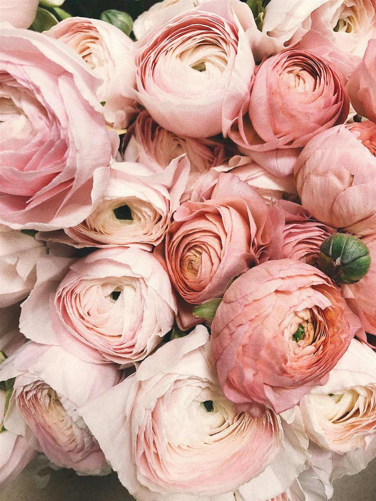 Close-up of soft rose ranunculus